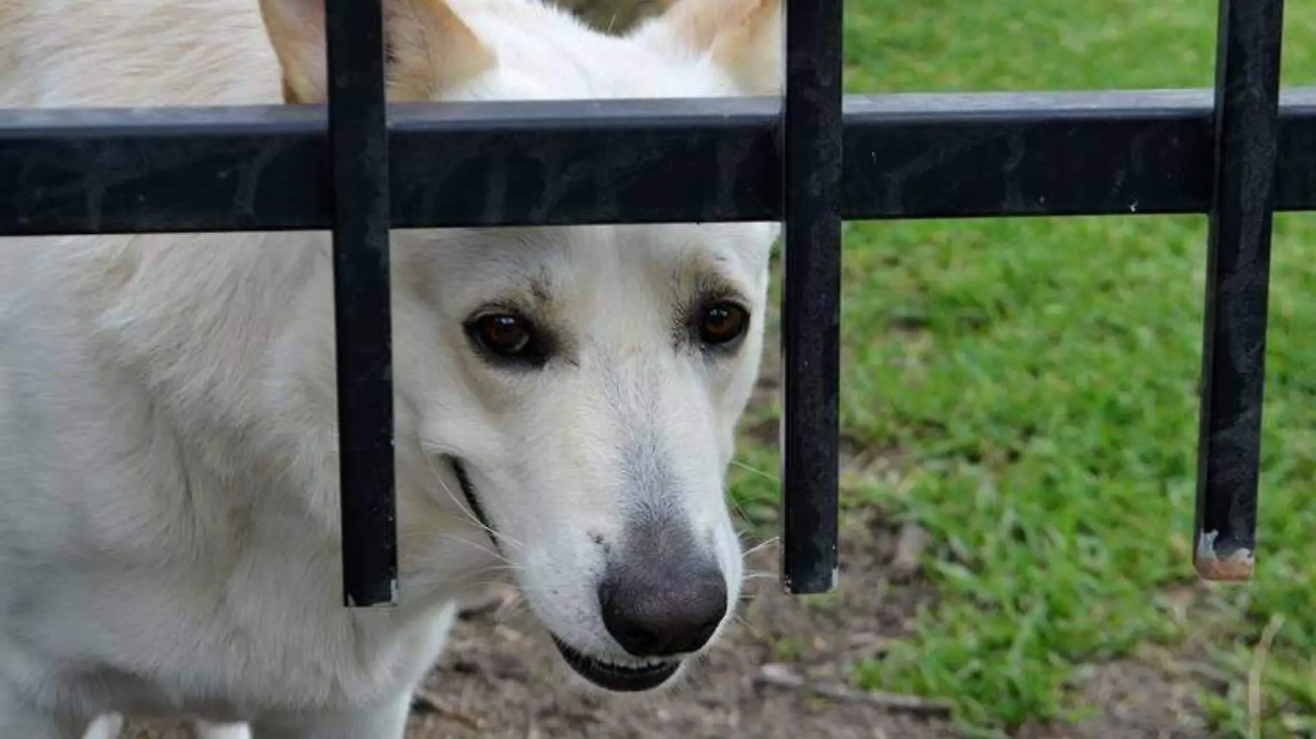 Perros tristes por la pirotecnia